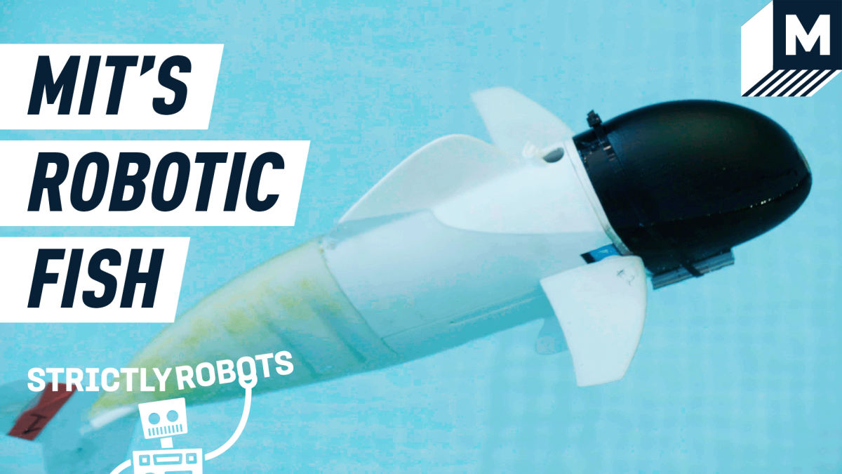 Get acquainted with SoFi, the soft robotic fish from MIT