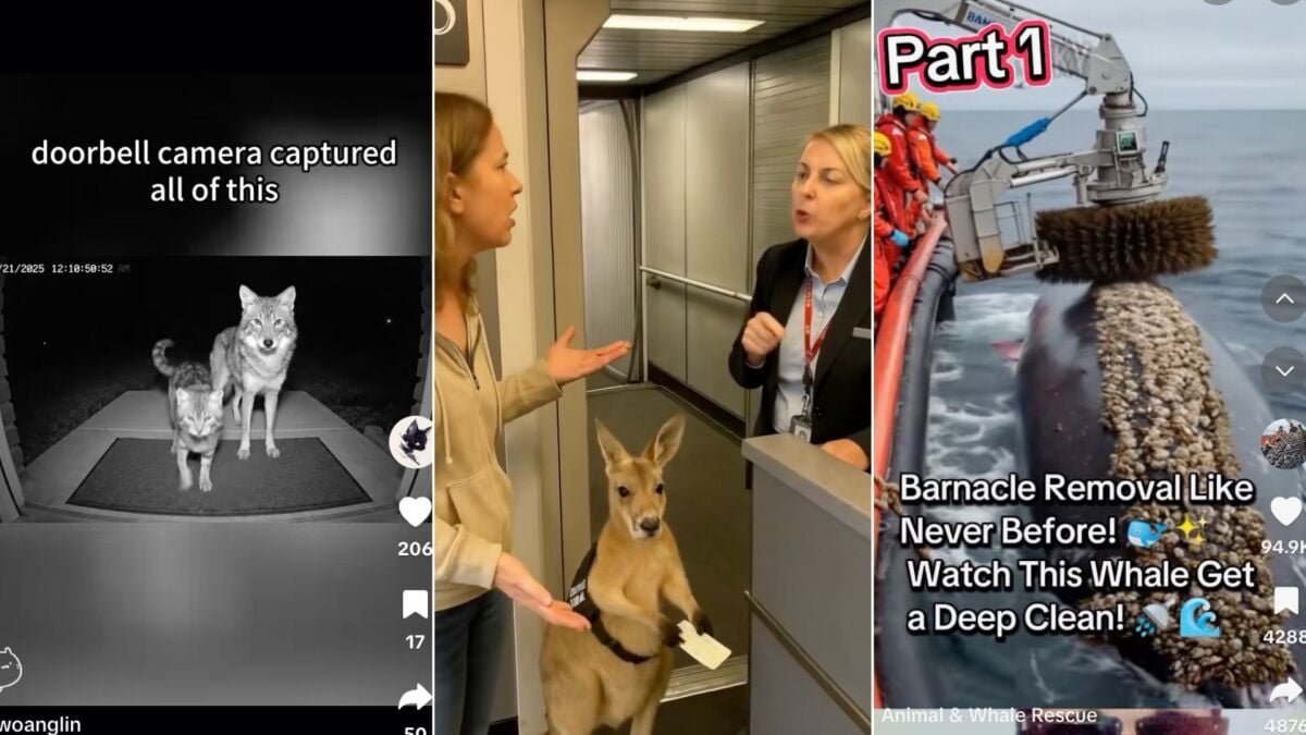 9 Ways to Detect if a Video is AI-Created and Going Viral